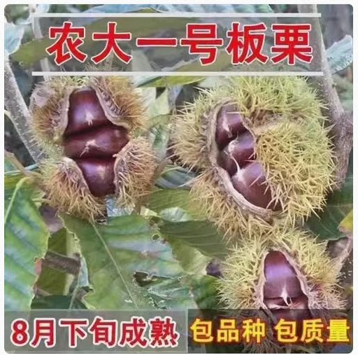 早熟矮化高产稳产板栗苗  农大一号板栗树苗 8月成熟 特好吃