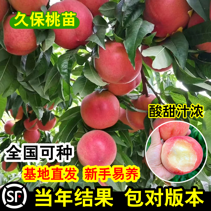 嫁接大久保水蜜桃树苗特脆