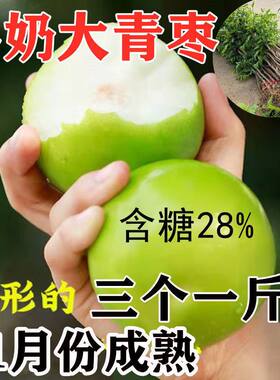 嫁接枣树苗特大新品种牛奶青