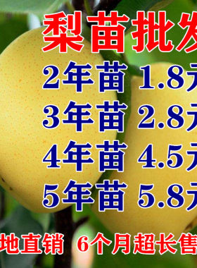 梨树果苗地栽盆秋月翠冠南北