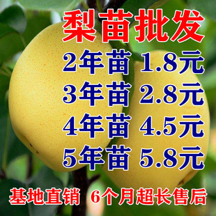 梨树果苗地栽盆栽秋月翠冠南北方种植当年结果特大小嫁接梨子树苗
