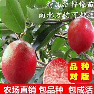 台湾红皮红肉檬苗 盆栽四季柠檬苗 红肉柠檬树苗当年开花结果苗
