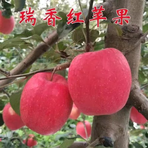 晚熟新品种矮化浓果25苹树苗