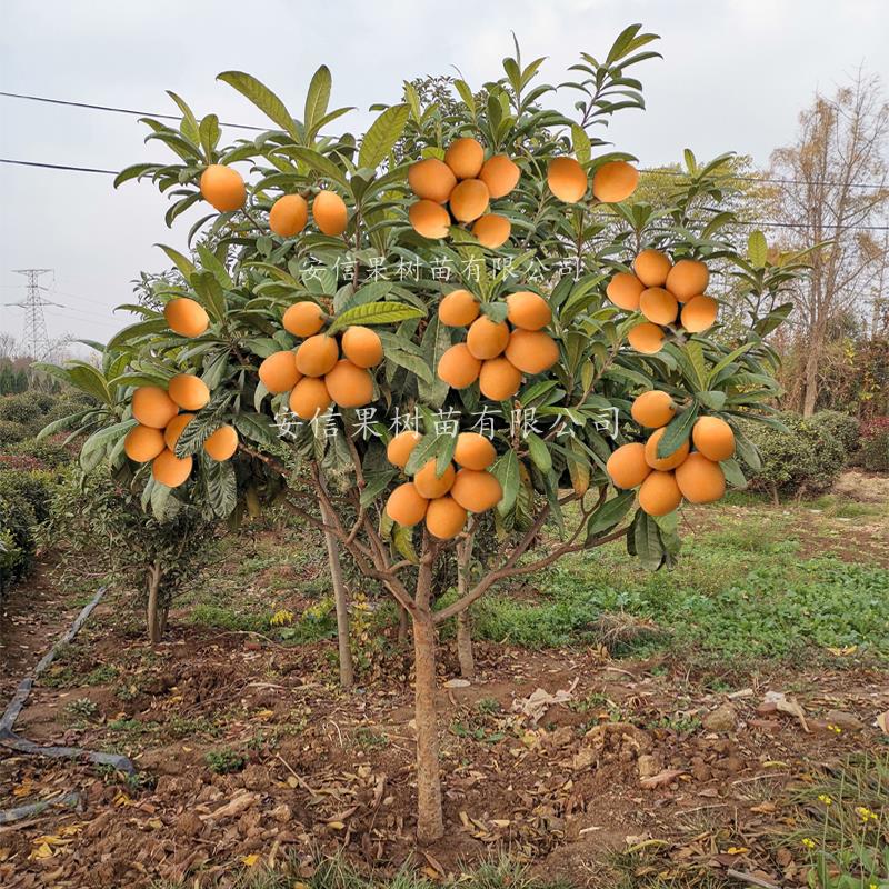 嫁接枇杷树苗大五星无核枇杷苗树果树苗南方北方四季种植当年结果