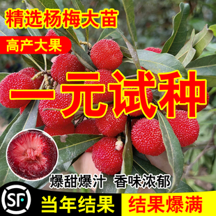 杨梅苗树苗正宗嫁接东魁杨黑炭梅苗盆栽南方地栽特大果苗当年结果