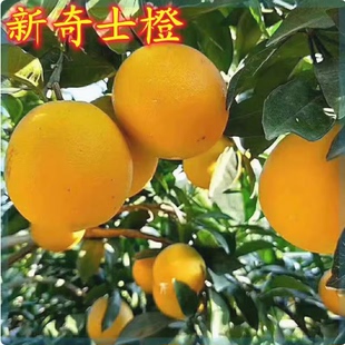 美国新奇士脐橙 嫁接脐橙树苗 黄肉甜橙子苗当年结果盆栽地栽果树