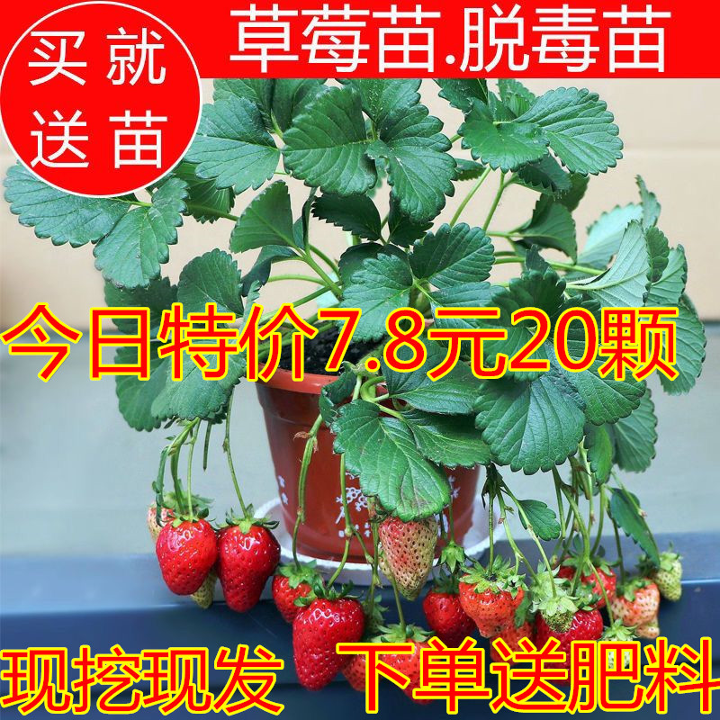 草莓苗四季奶油丹东红颜特大