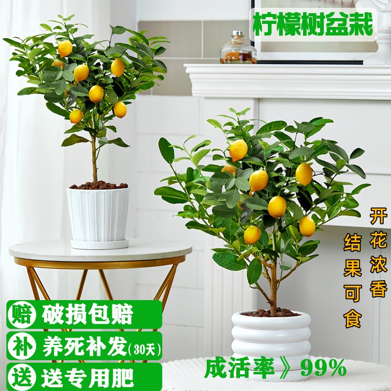 香水柠檬树盆栽带果发货可