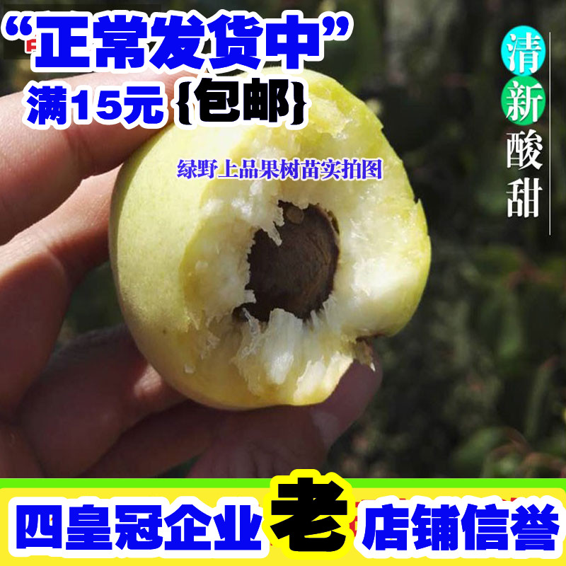 新品种水晶杏树嫁接苗特大香白杏子苗南北方种植当年结果四季果树