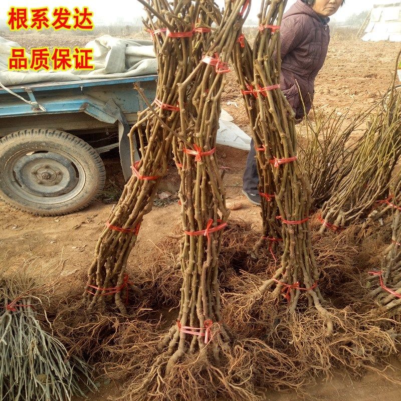 红心猕猴桃苗当年结果多年生