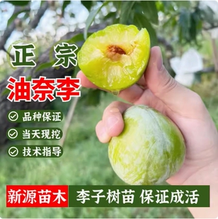 嫁接古田油奈李树苗特大黄肉李子树果苗南方北方庭院盆栽地栽果树