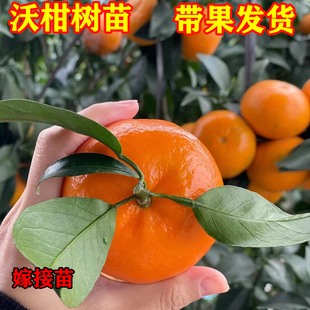 沃柑树苗广东广西正宗沃橘苗嫁接橘子苗柑桔武鸣果苗091无核沃柑