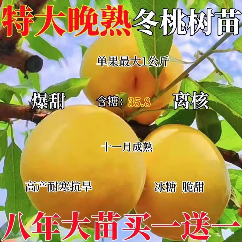 嫁接桃树苗新品特大种南北方种植晚熟早熟盆栽地载当年结果黄金桃