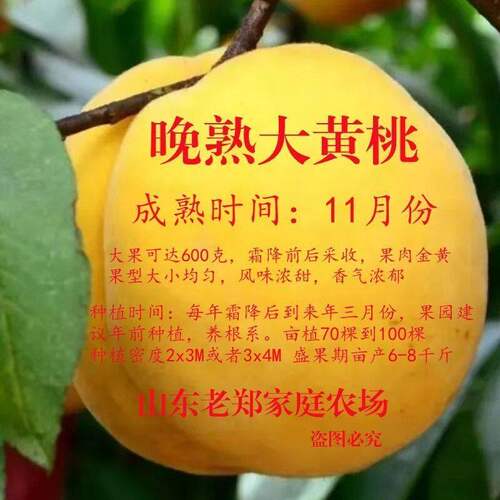 晚熟桃树苗新品种嫁接黄北