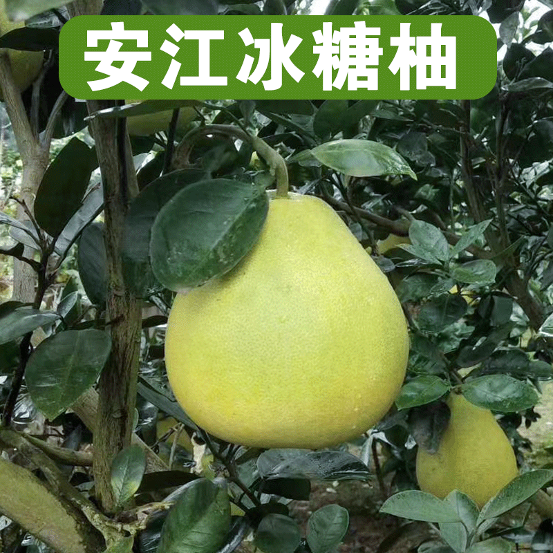 安江冰糖柚雪峰子地栽盆苗南