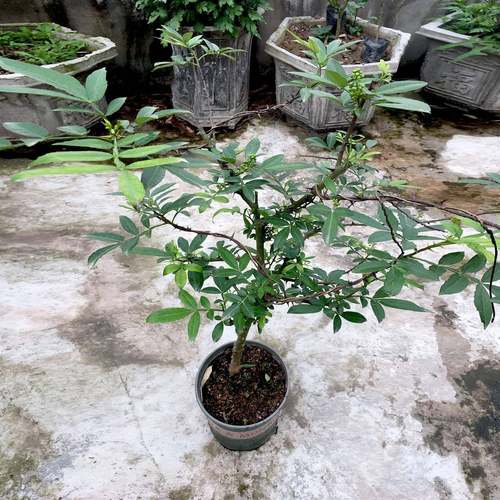 九叶青花椒树苗带土藤食用四