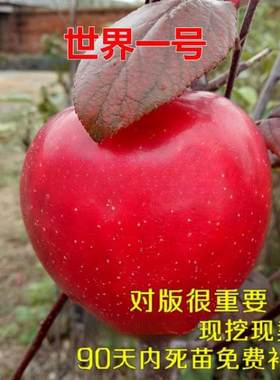 特大果巨型苹果树苗嫁接 世界一号苹果苗当年结果南方北方种植