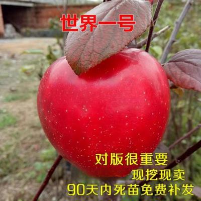 特大果巨型苹果树苗嫁接 世界一号苹果苗当年结果南方北方种植