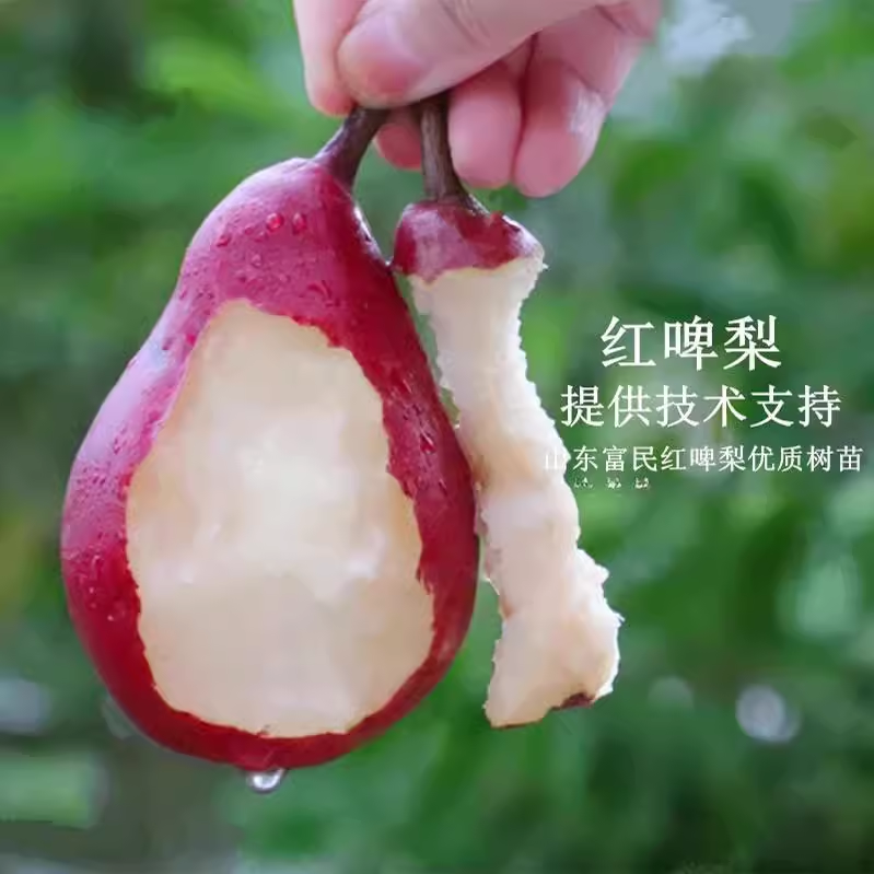 红梨树果苗嫁接啤巴西洋皮脾
