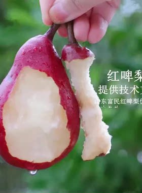 红梨树果苗嫁接啤巴西洋皮脾