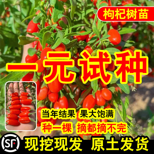 红枸杞树苗南方北四季种植阳