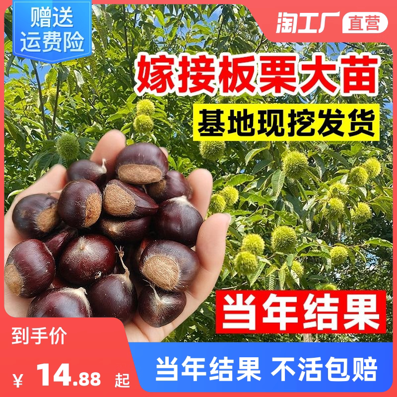 板栗树苗南北方种植当年结果特大果树栗子苗嫁接大红袍板栗树果苗