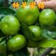 早熟桔子树苗由良柑橘子树苗无籽蜜桔子无核新品 种特早青皮橘子苗