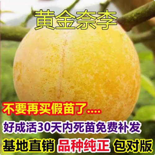 黄金奈李苗 南方李子果树苗  嫁接李子树苗   地栽果树苗当年结果