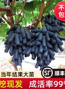 葡萄树苗阳光玫瑰蓝宝石新