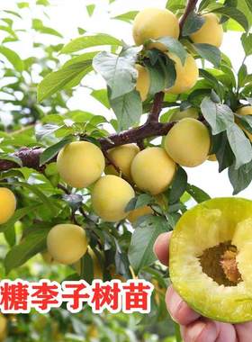 蜂糖李子苗南北方种植 四川眉山嫁接脱骨脆蜂蜜甜李子果树苗