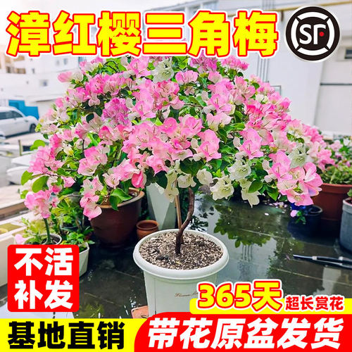 三角梅盆栽老桩带花重瓣漳