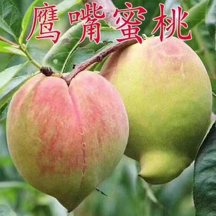 鹰嘴蜜桃 桃树苗嫁接苗 连平蜜桃树苗 水蜜桃苗 南方北方种植果树