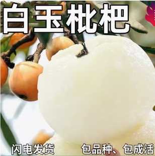 正宗白玉枇杷樹苗白沙枇杷苗大五星枇杷苗特大枇杷樹苗南北方種植