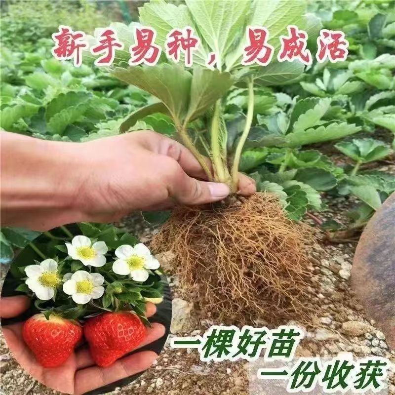 白草莓苗盆栽南北方种植四季草莓苗当年结果食用牛奶草莓秧阳台
