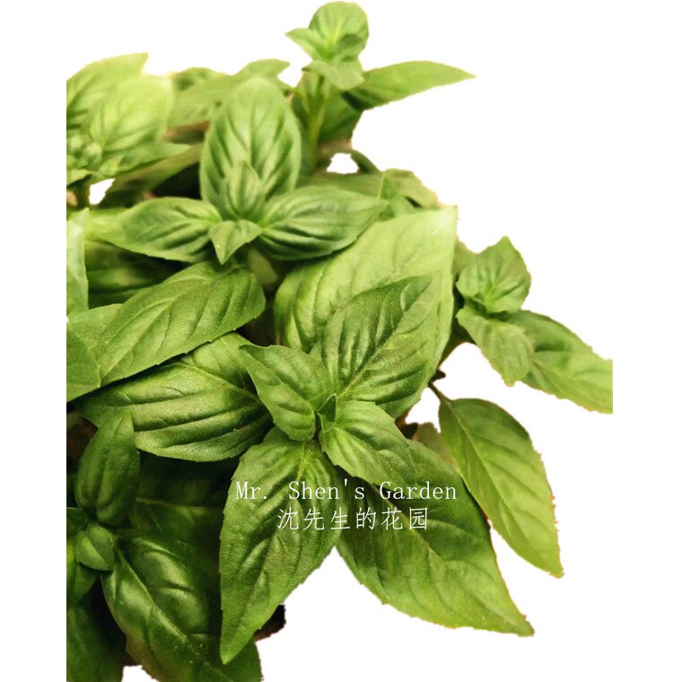 九层塔盆栽食用香料植物金不换罗勒叶香草阳台厨房庭院鱼香草包邮