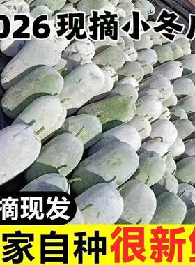 开封农家现摘挂霜小冬瓜可煲汤