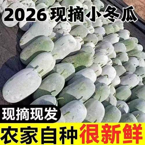 开封农家现摘挂霜小冬瓜可煲汤