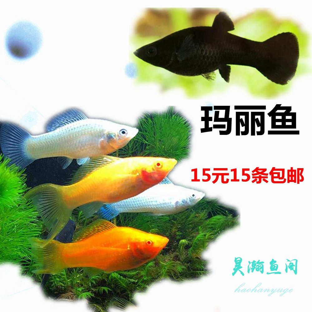 玛c丽鱼胎生鱼皮球玛丽红箭月光孔雀鱼练手小型淡水热带观赏鱼活