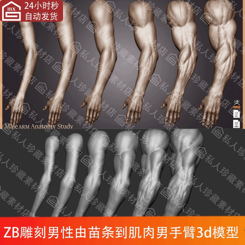 ZBrush雕刻男性手臂3d模型stl苗条到肌肉男手变化解剖学可3D打印