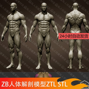 zbrush写实男性身体肌肉腹肌高模雕刻3D模型人体解剖素模stl ztl
