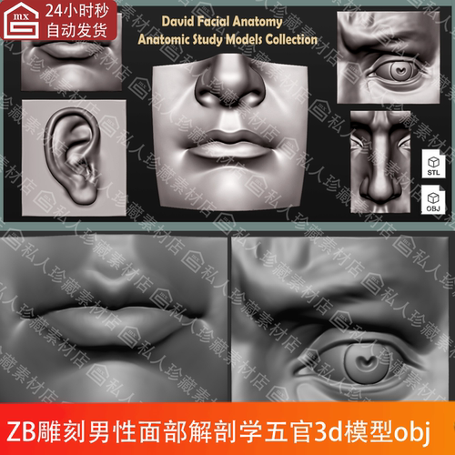 zbrush雕刻五官脸部耳朵嘴巴鼻子眼睛模块高模解剖学3d模型stlobj