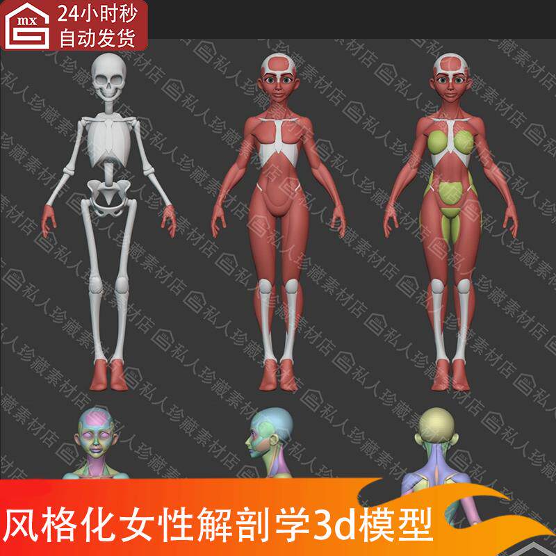 zbrush风格化女性人体解剖学肌肉基础3D模型卡通人物躯干骨架骨骼
