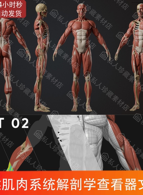 Marmoset Viewer男性肌肉系统人体解剖学人物结构参考八猴3d模型