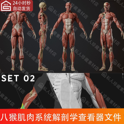 2种八猴肌肉系统模型查看器文件