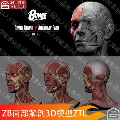 zbrush男性人物头部面部肌肉解剖3D模型stl可打印zb雕刻头像ztl