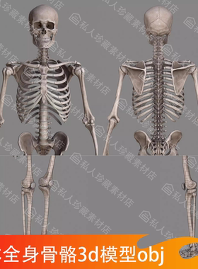 人体全身骨骼结构骨架骨头骷髅头骨3d模型带贴图3dmax FBX OBJ