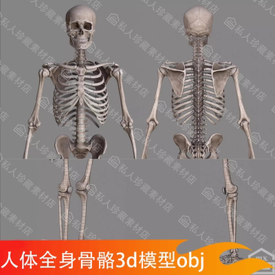 人体全身骨骼结构骨架骨头骷髅头骨3d模型带贴图3dmax FBX OBJ