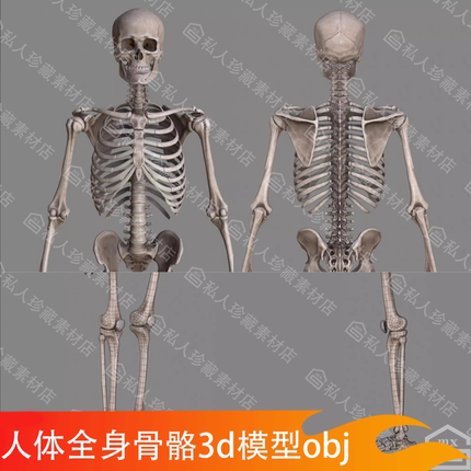 人体全身骨骼结构骨架骨头骷髅头骨3d模型带贴图3dmax FBX OBJ