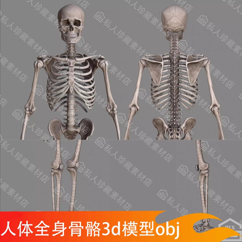 人体全身骨骼结构骨架骨头骷髅头骨3d模型带贴图3dmax FBX OBJ