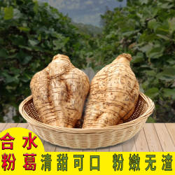 现挖新鲜无渣甘甜粉糯野生葛根高明合水粉葛3斤一级食品特惠装